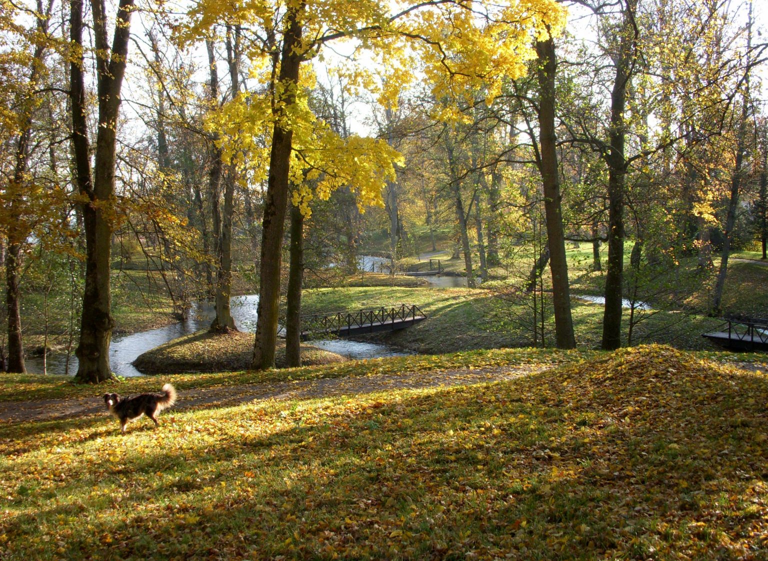 Engelska parken vid Tullgarns slott i höstfärger med damm, spång och gula lövträd