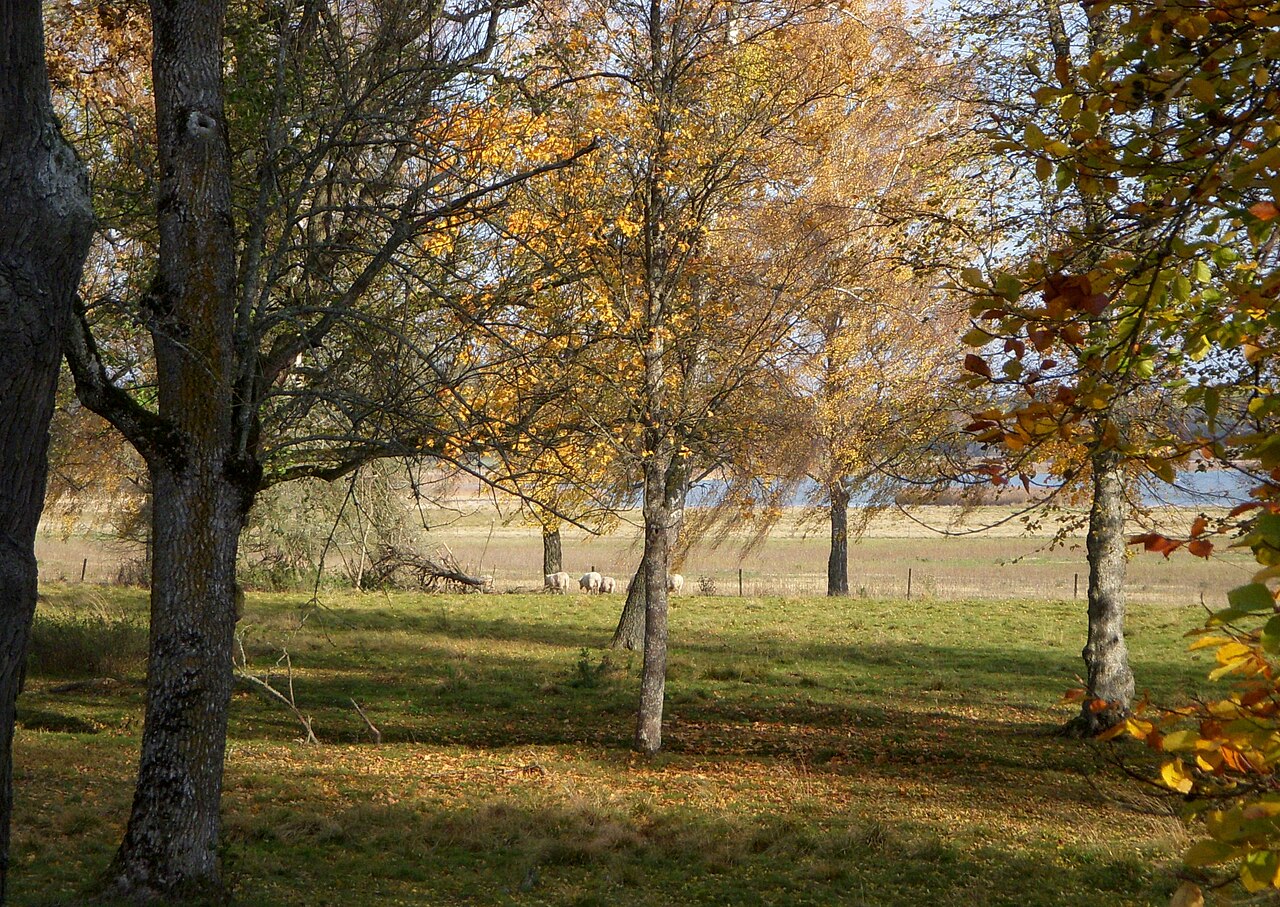 Får som betar i en öppen hage vid Tullgarn med lövträd i höstfärger