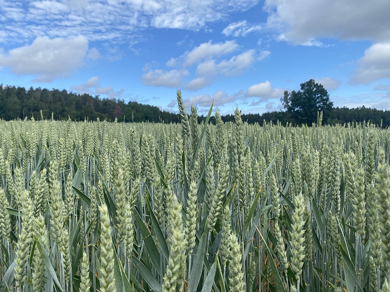 Vetefält vid Tullgarn med skogsbryn och blå himmel