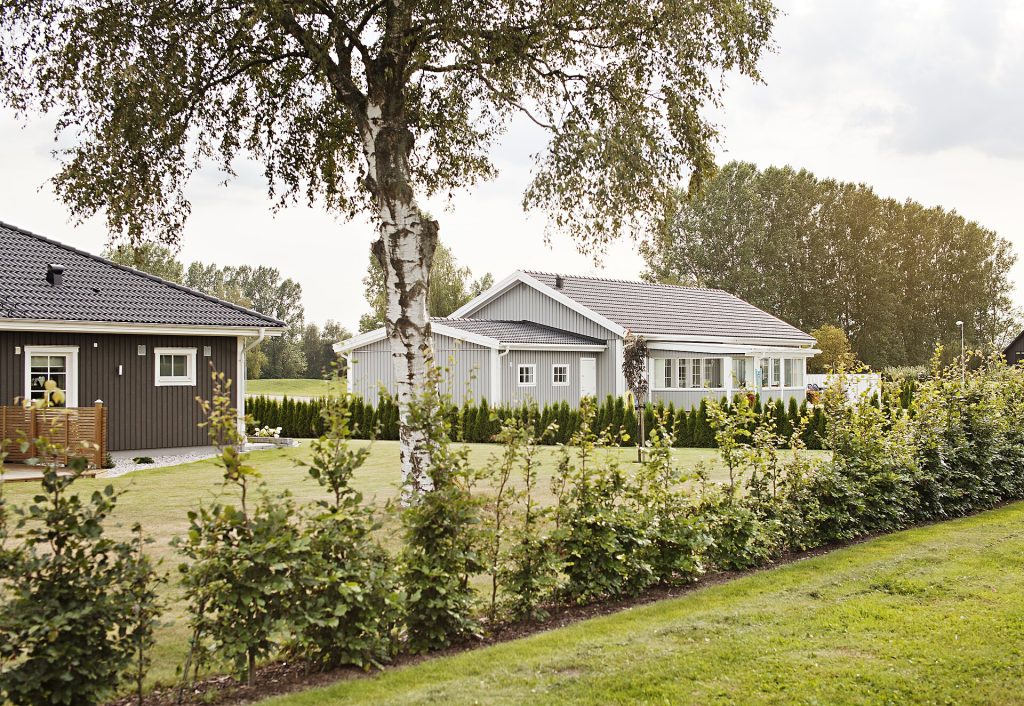 Två villor bakom en björk och en ung häck i ett villaområde