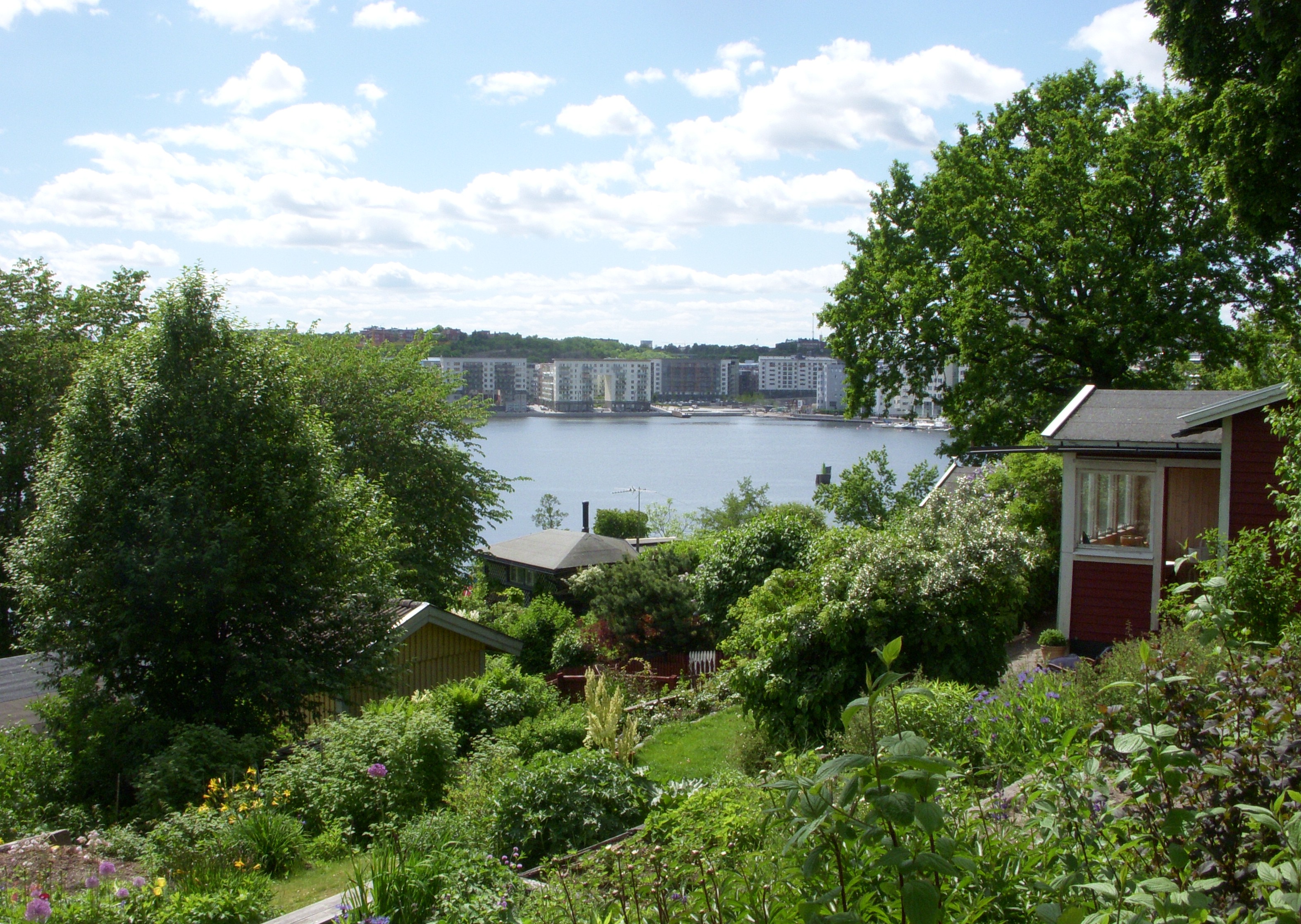 Koloniträdgårdar med röda stugor på sluttningen ner mot Årstaviken