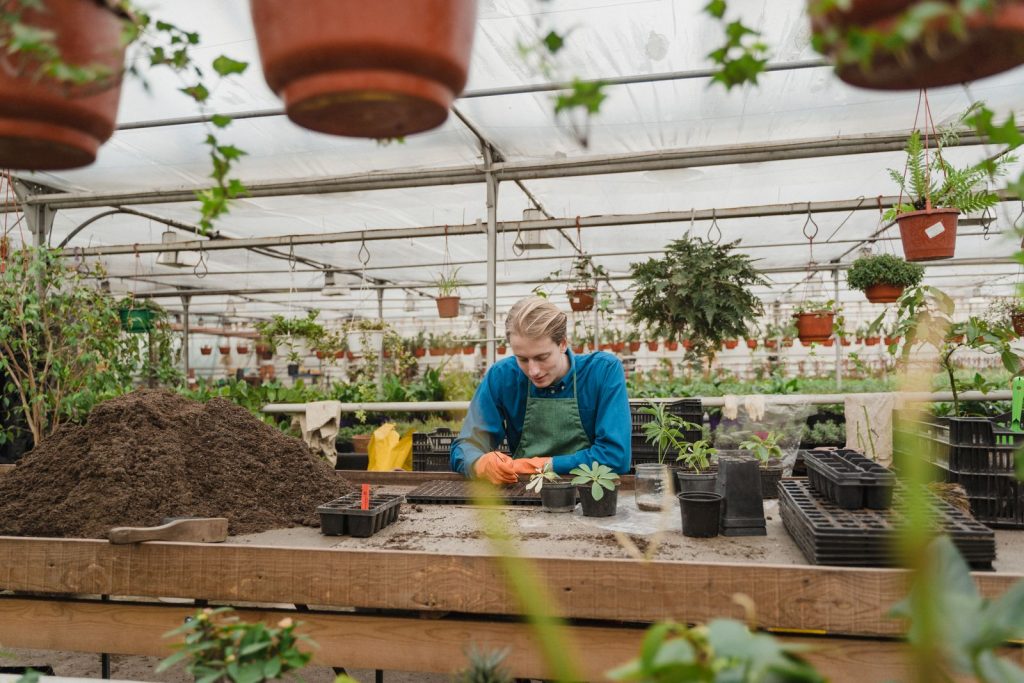 Handelsträdgård med krukväxter i ett växthus