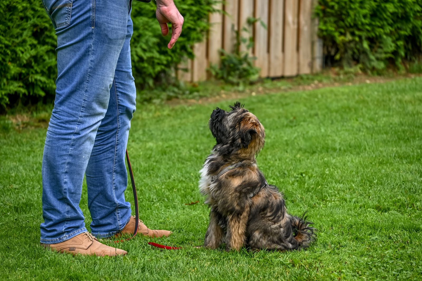 Liten hund sitter och tittar uppmärksamt upp mot sin ägare under träning utomhus