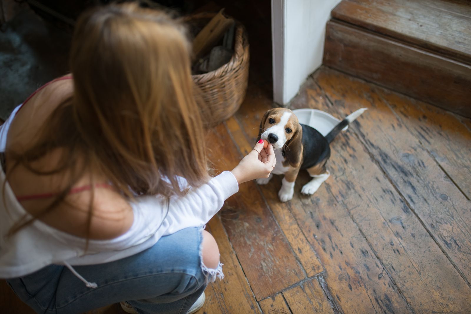 Person belönar en beaglevalp med en godbit under träning inomhus