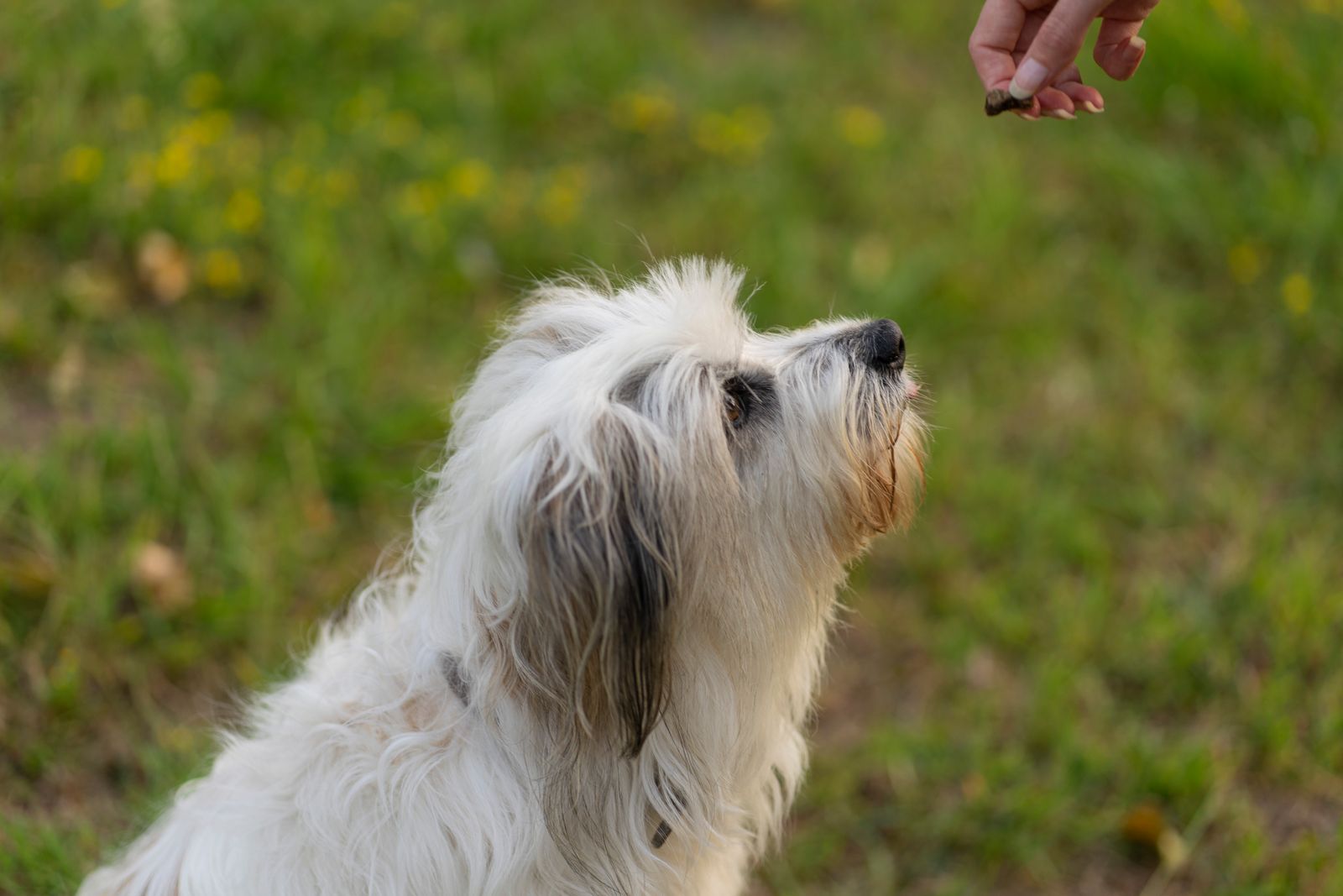 Hund tittar uppmärksamt upp mot en hand som håller en godbit