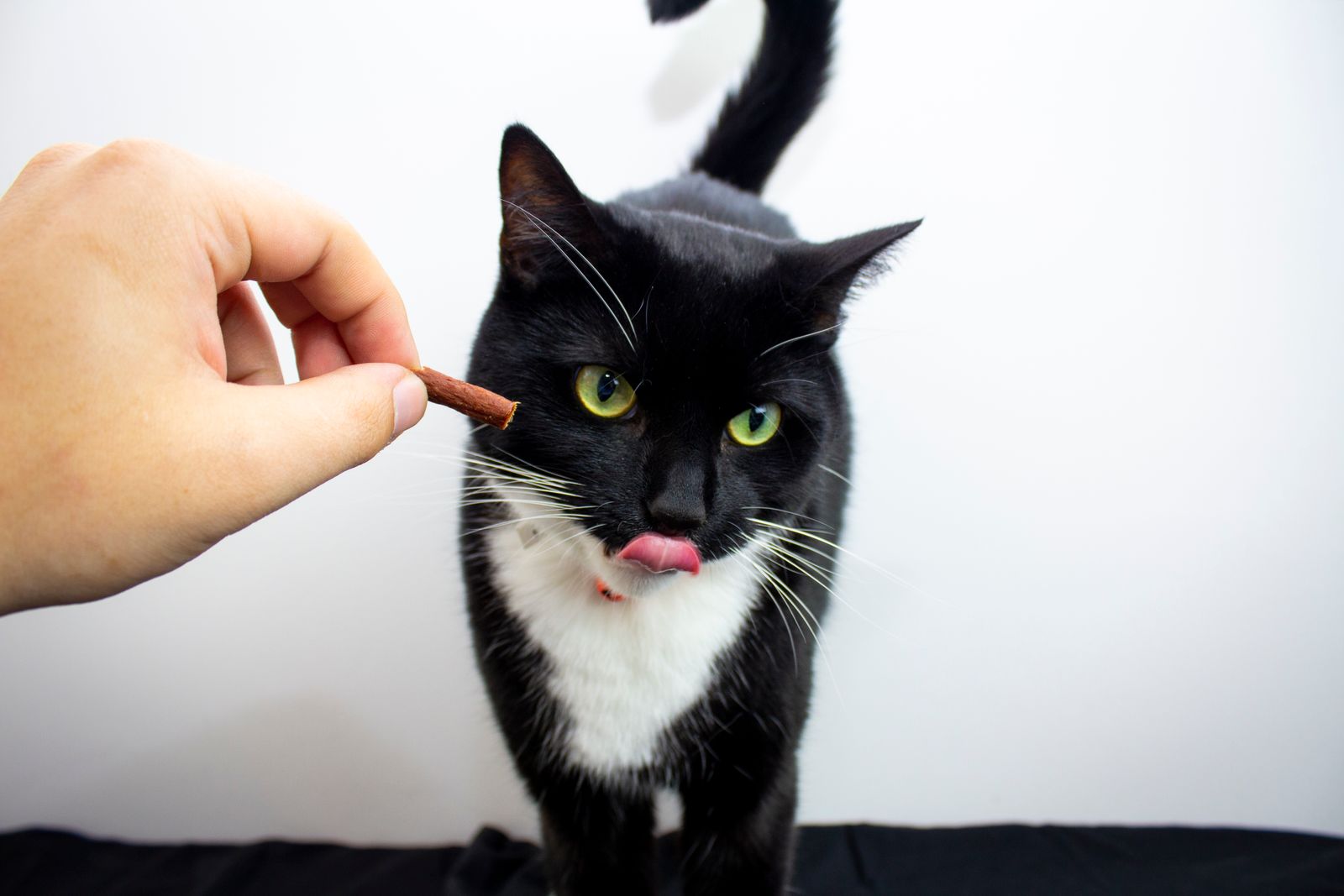 Katt tar emot en godbit ur en persons hand under klickerträning