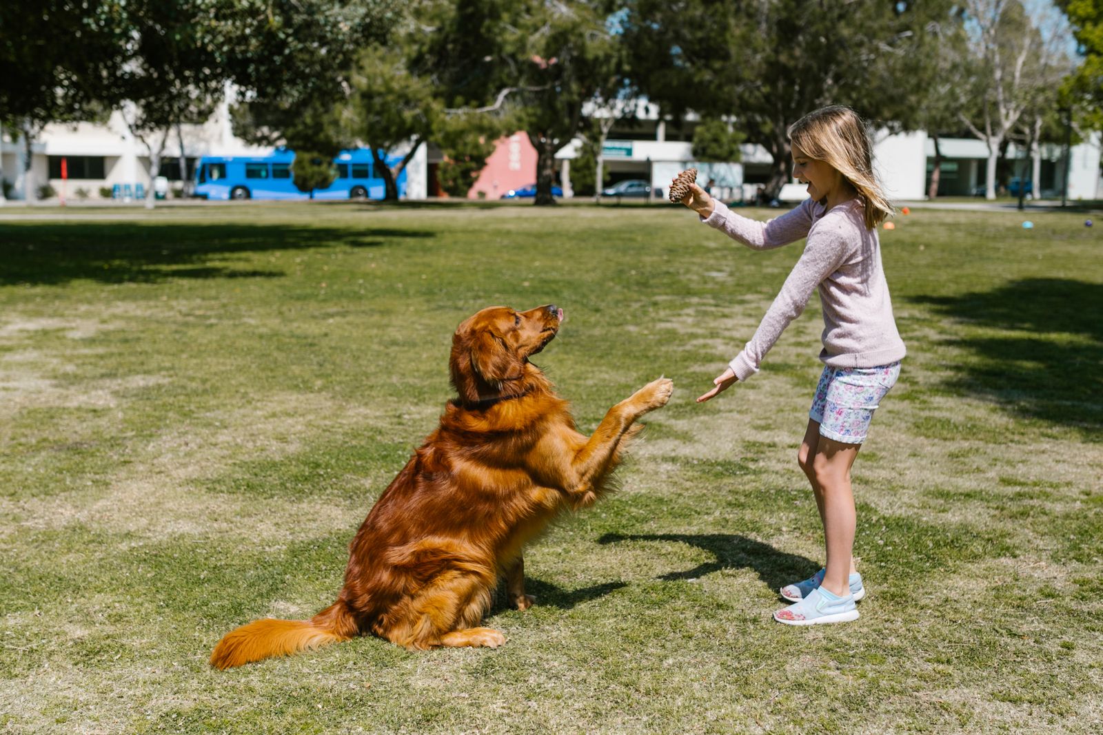 Golden retriever ger tass till ett barn i en park som belöning