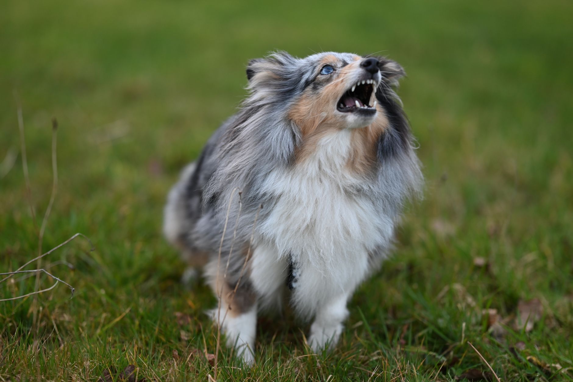 Blue merle-färgad shetland sheepdog som skäller med öppen mun på en gräsmatta
