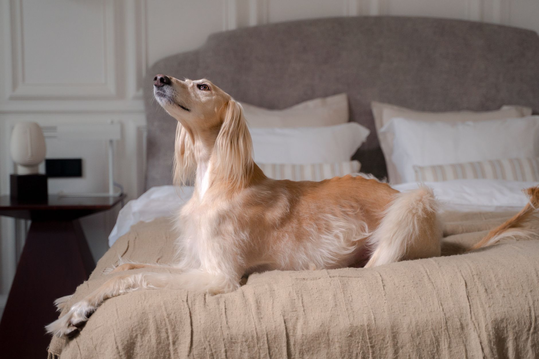 Hotell med hund: så fungerar det och vad du ska tänka på