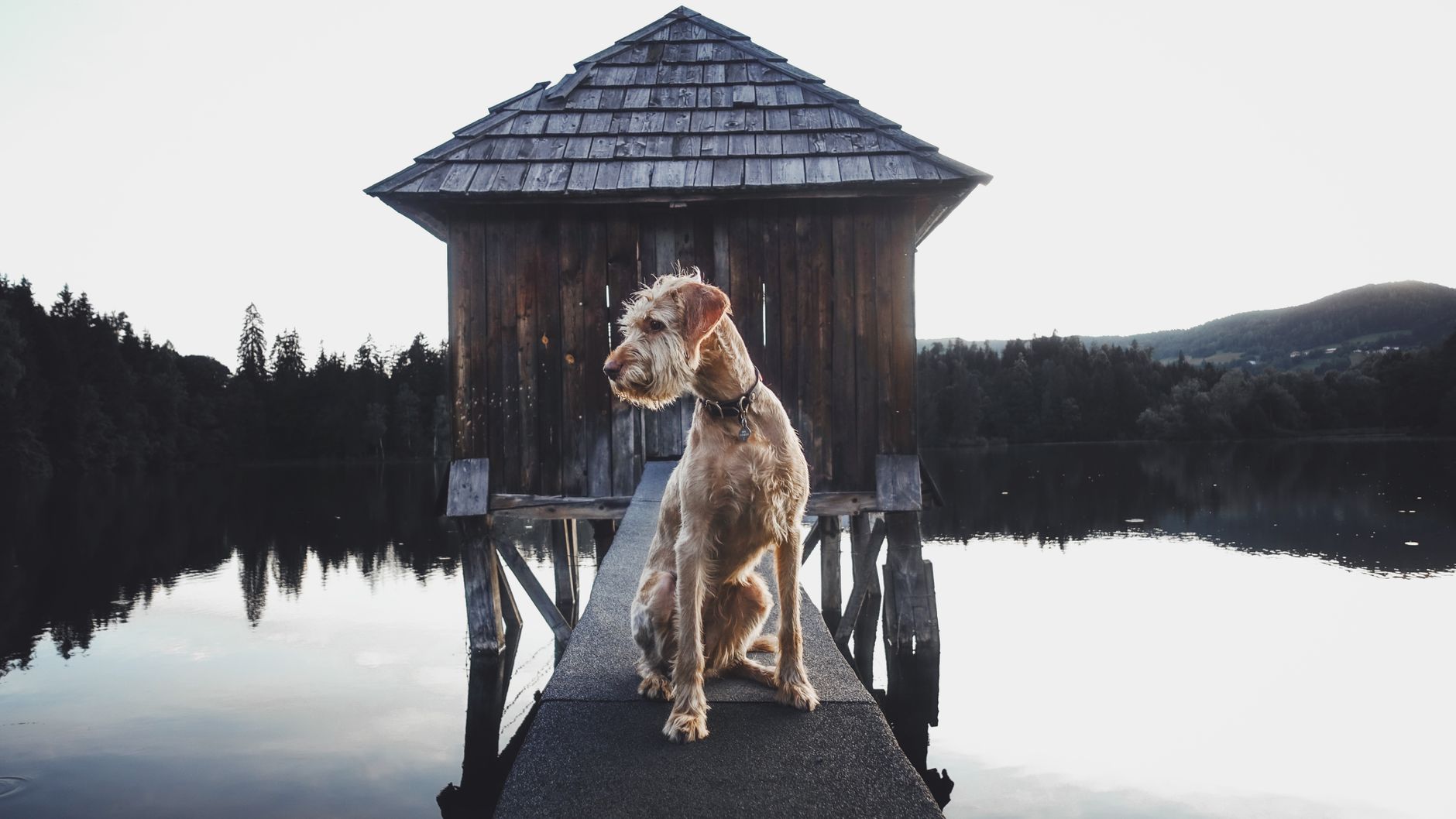 Hund på en brygga vid en stuga och sjö