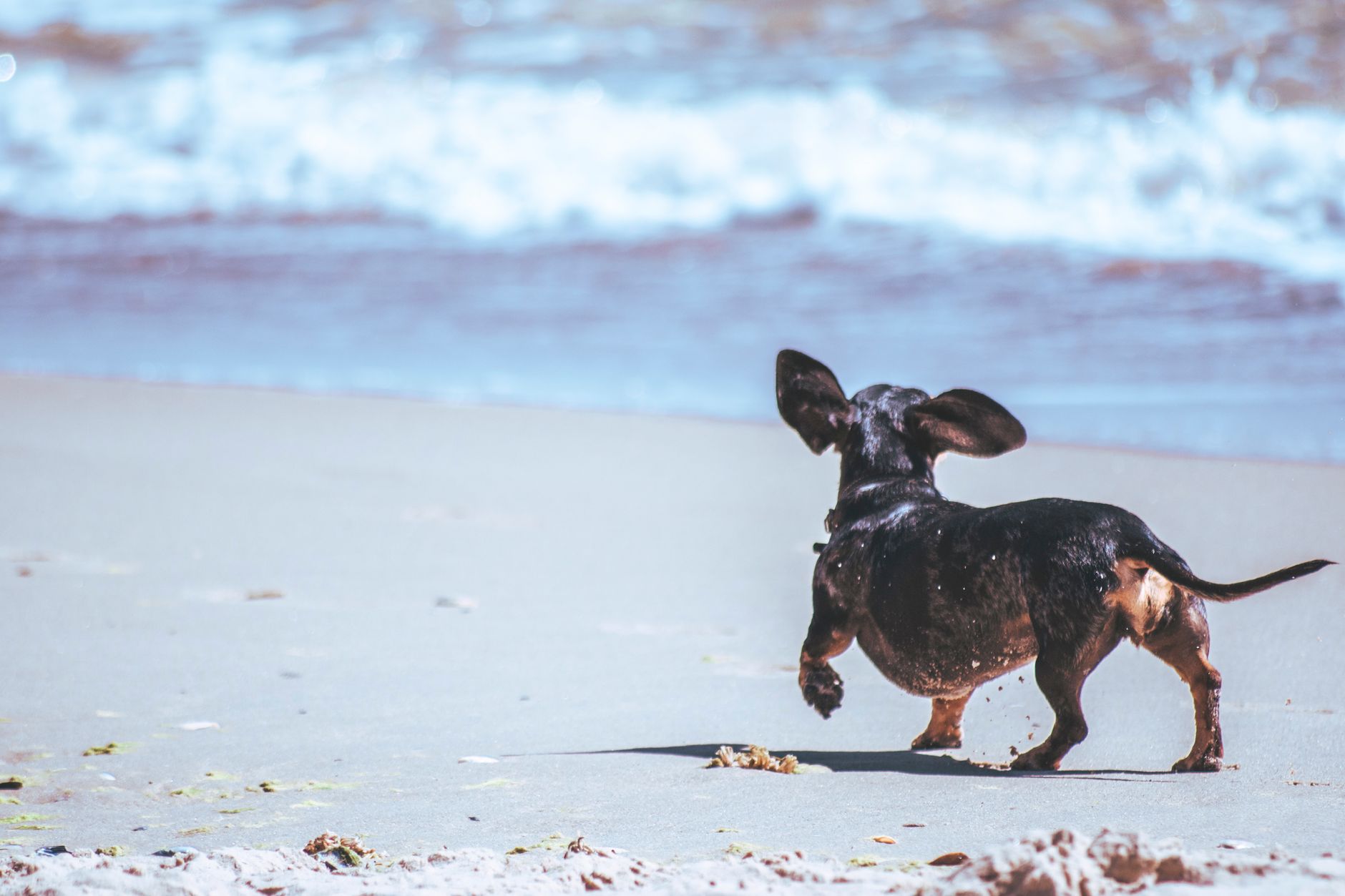 Hund springer på stranden på sommaren