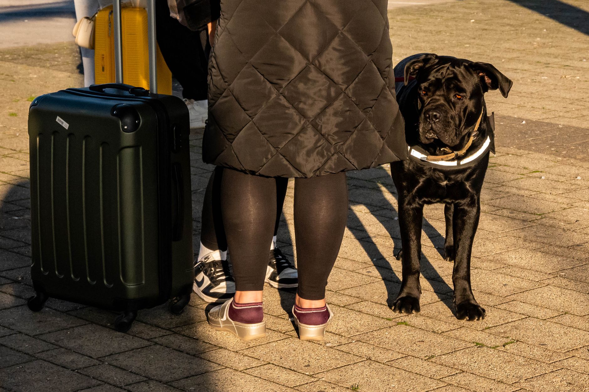 Resa med hund: komplett guide