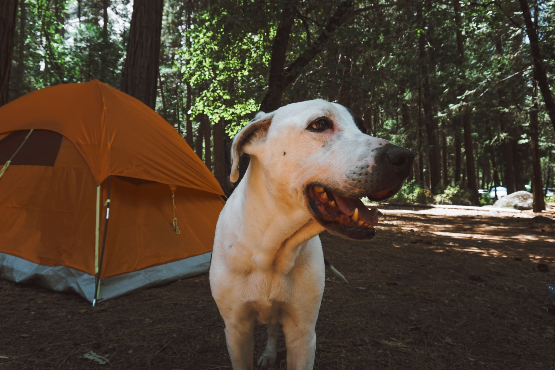 Hund vid ett tält på campingen