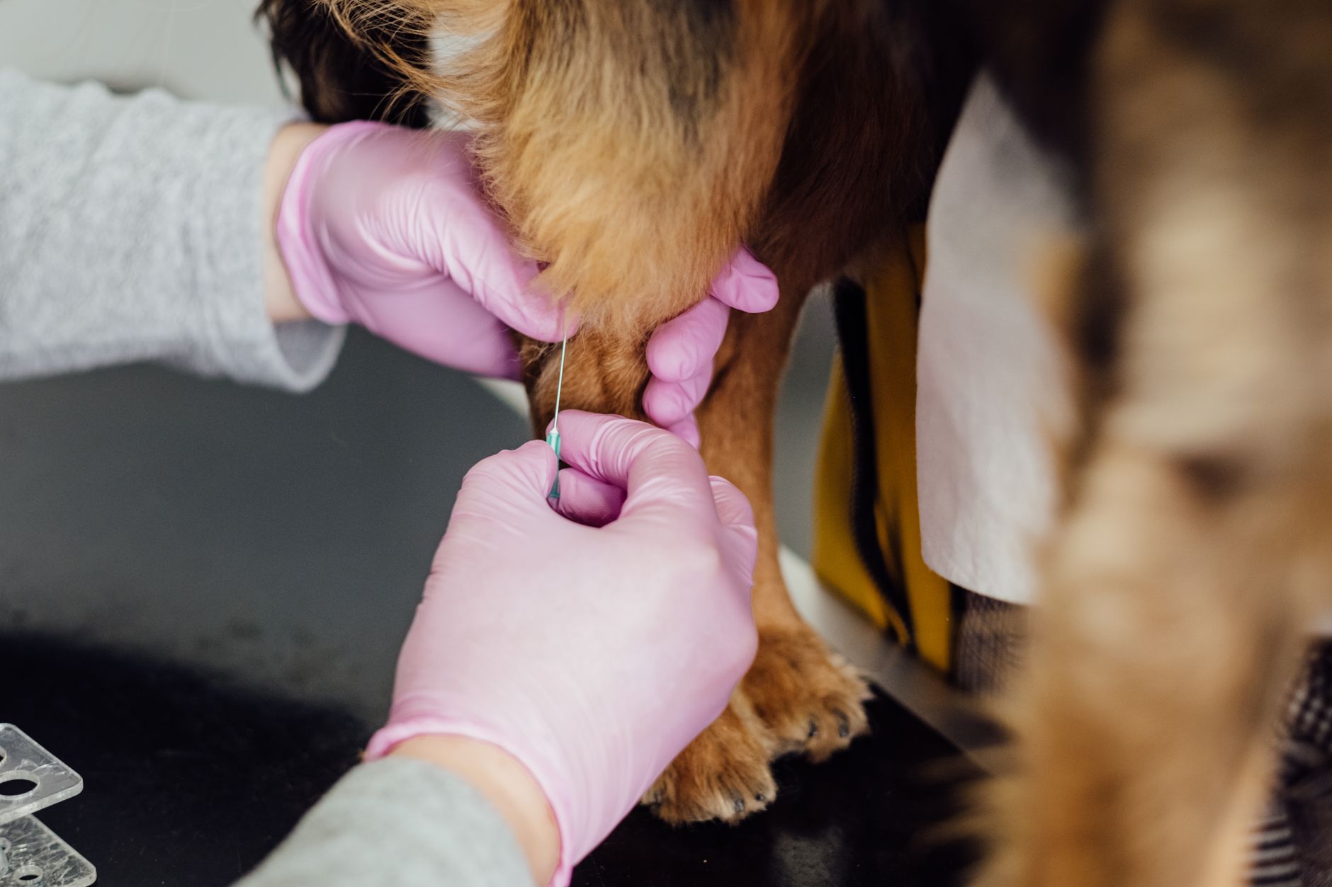 Veterinär vaccinerar en hund