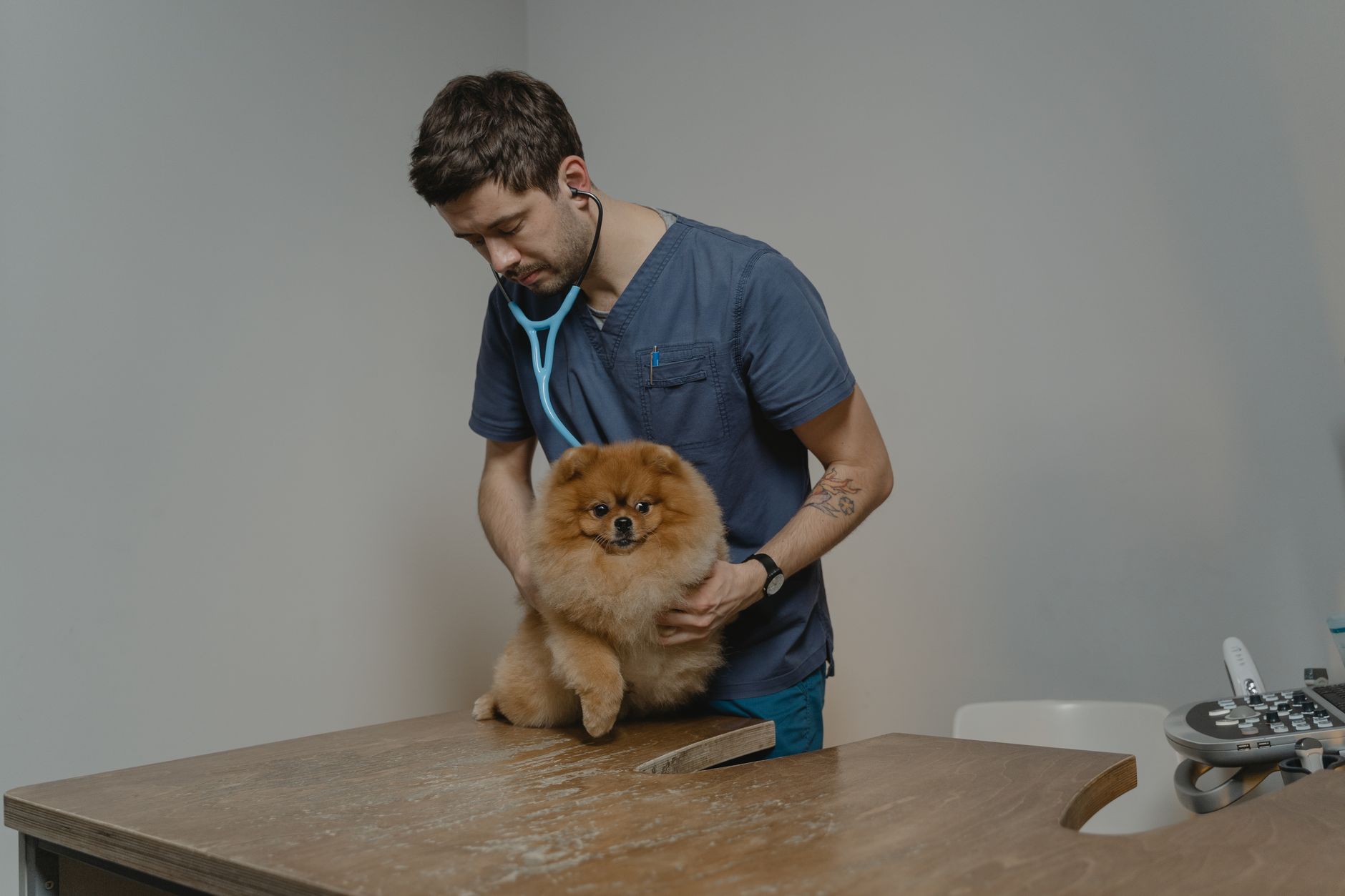 Veterinär undersöker en hund