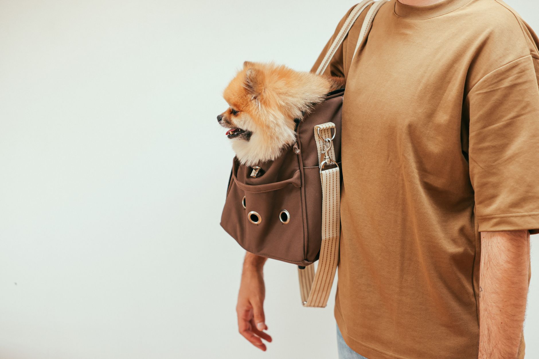 Hund i en transportväska för resa