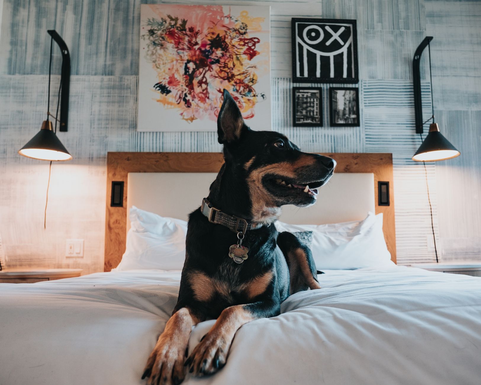 Hund på en säng i ett hotellrum