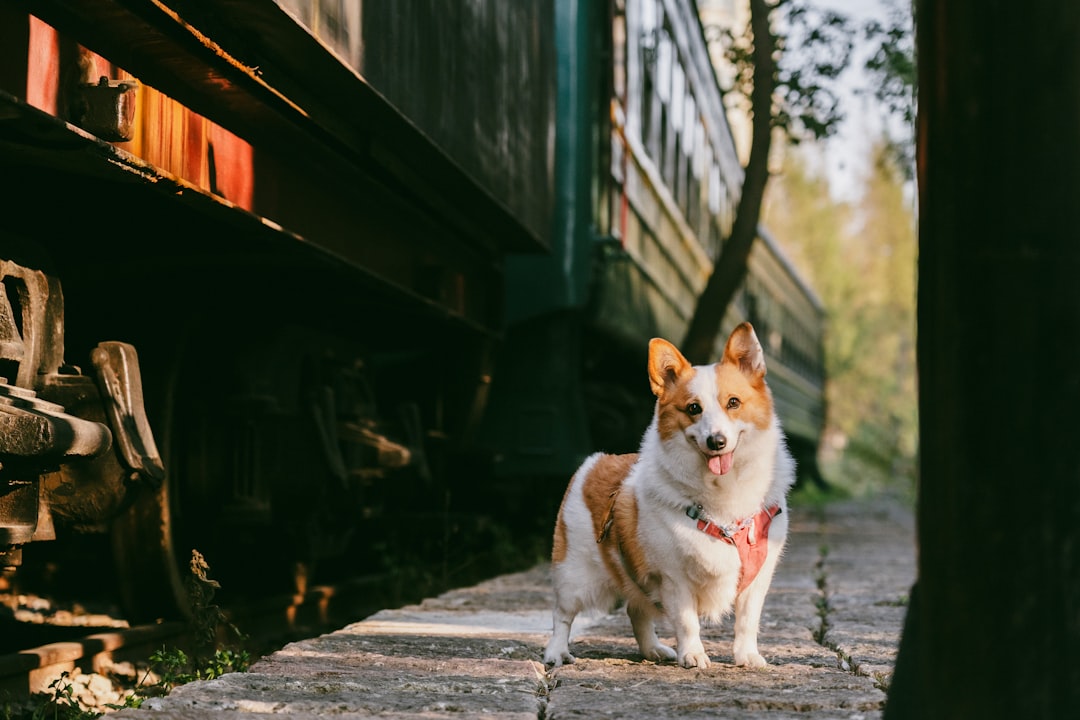 Hund med sele står vid ett tåg på en stationsperrong