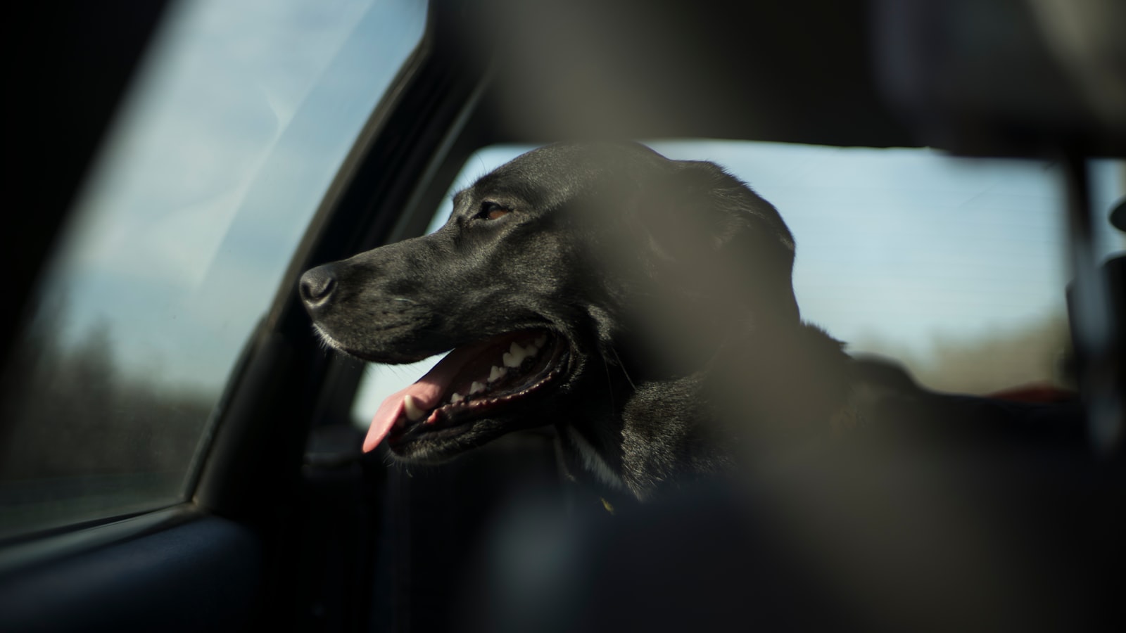 Svart hund flämtar med tungan ute vid ett bilfönster