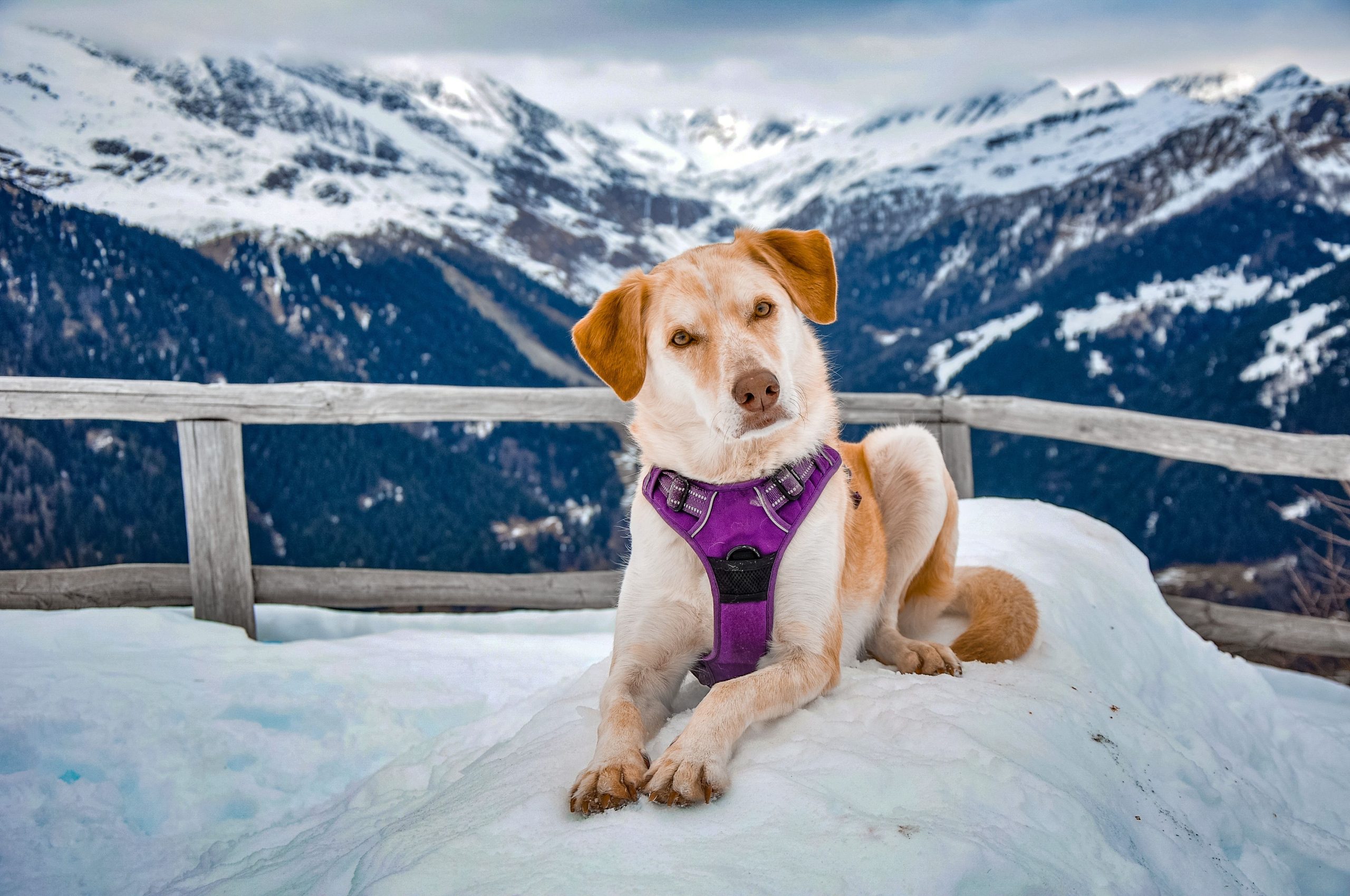 Hund i sele på snötäckt fjällterrass med snöklädda berg i bakgrunden
