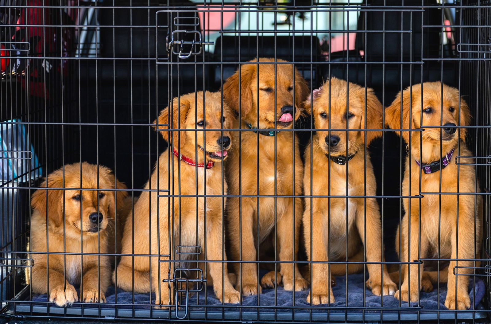 Fem golden retriever-valpar sitter i en transportbur i bilens bagageutrymme