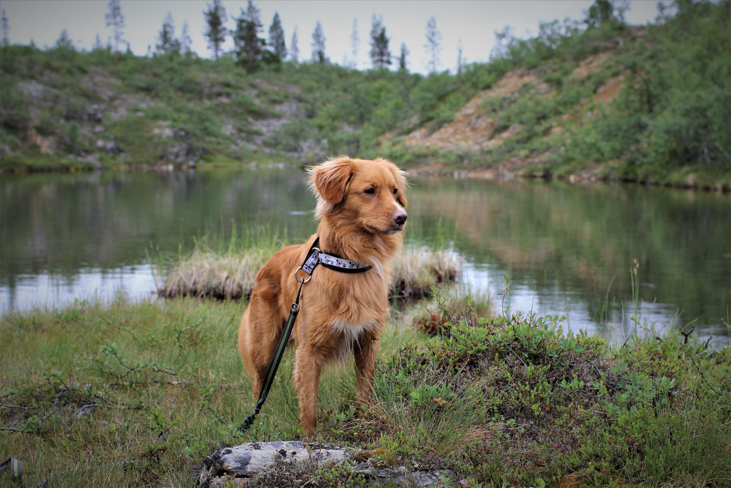 Hund i koppel står vid en sjö i finsk barrskogsterräng