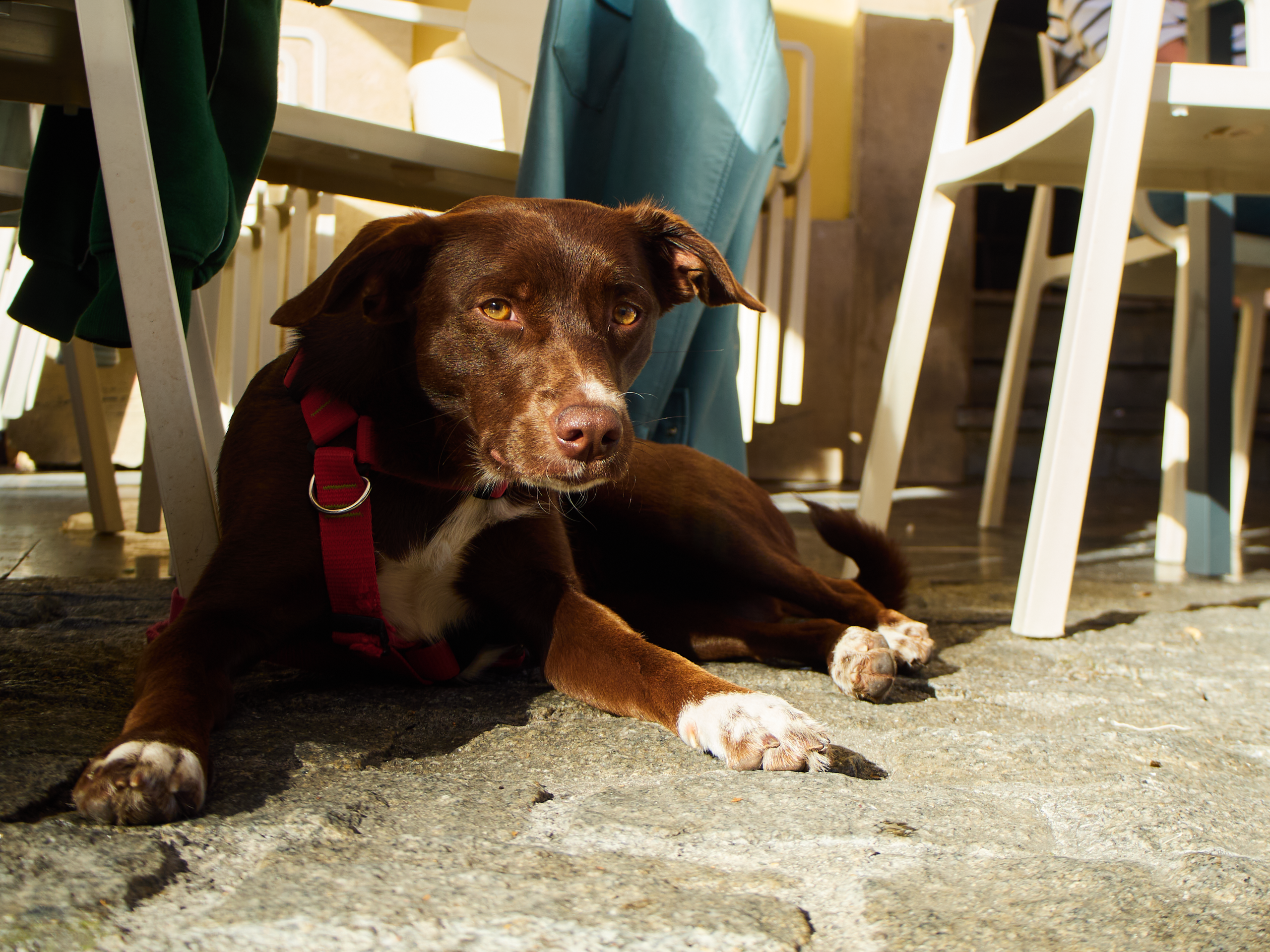 Brun hund med rött sele ligger lugnt under ett bord på en uteservering