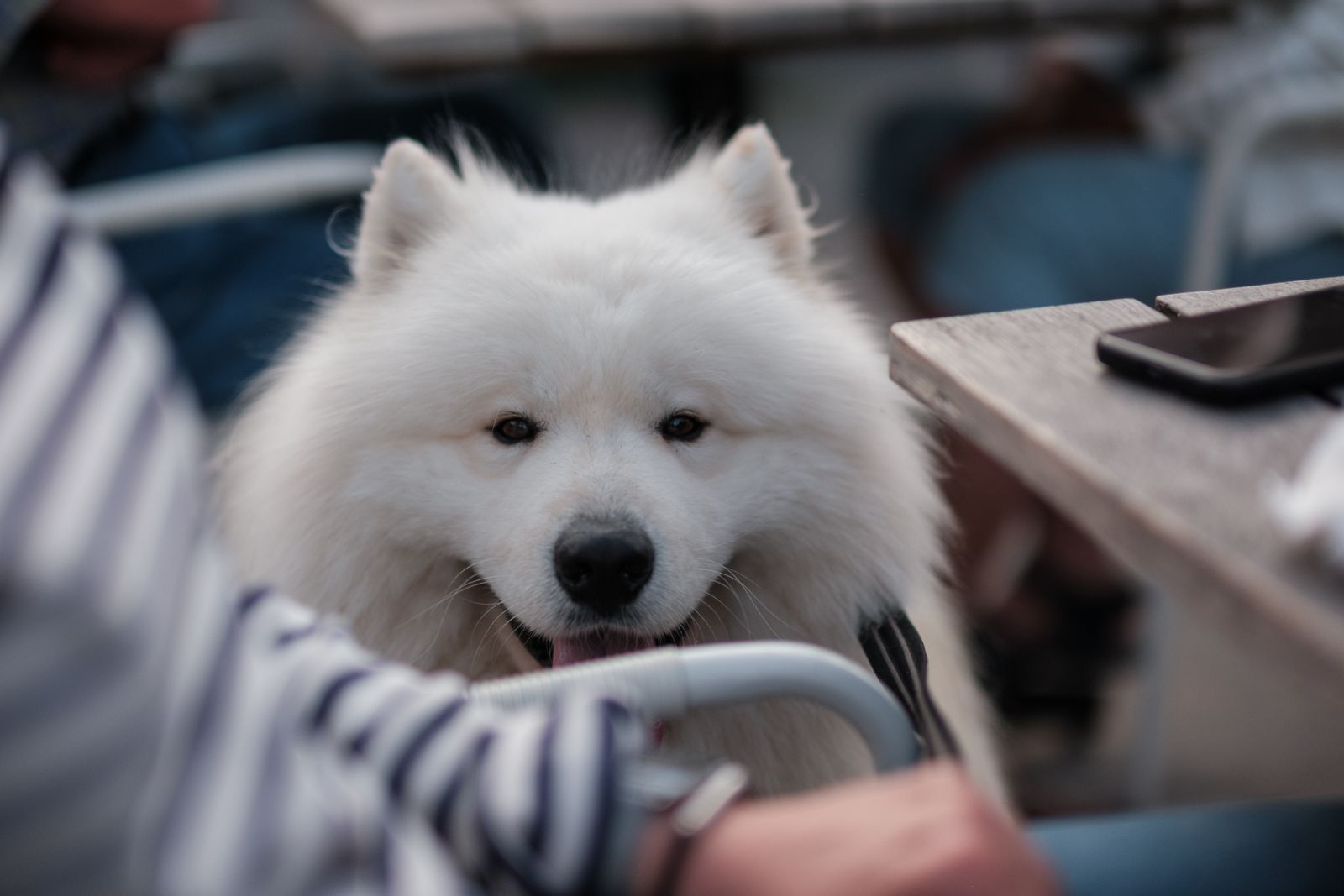 Vit samojedhund vid ett bord pa en uteservering