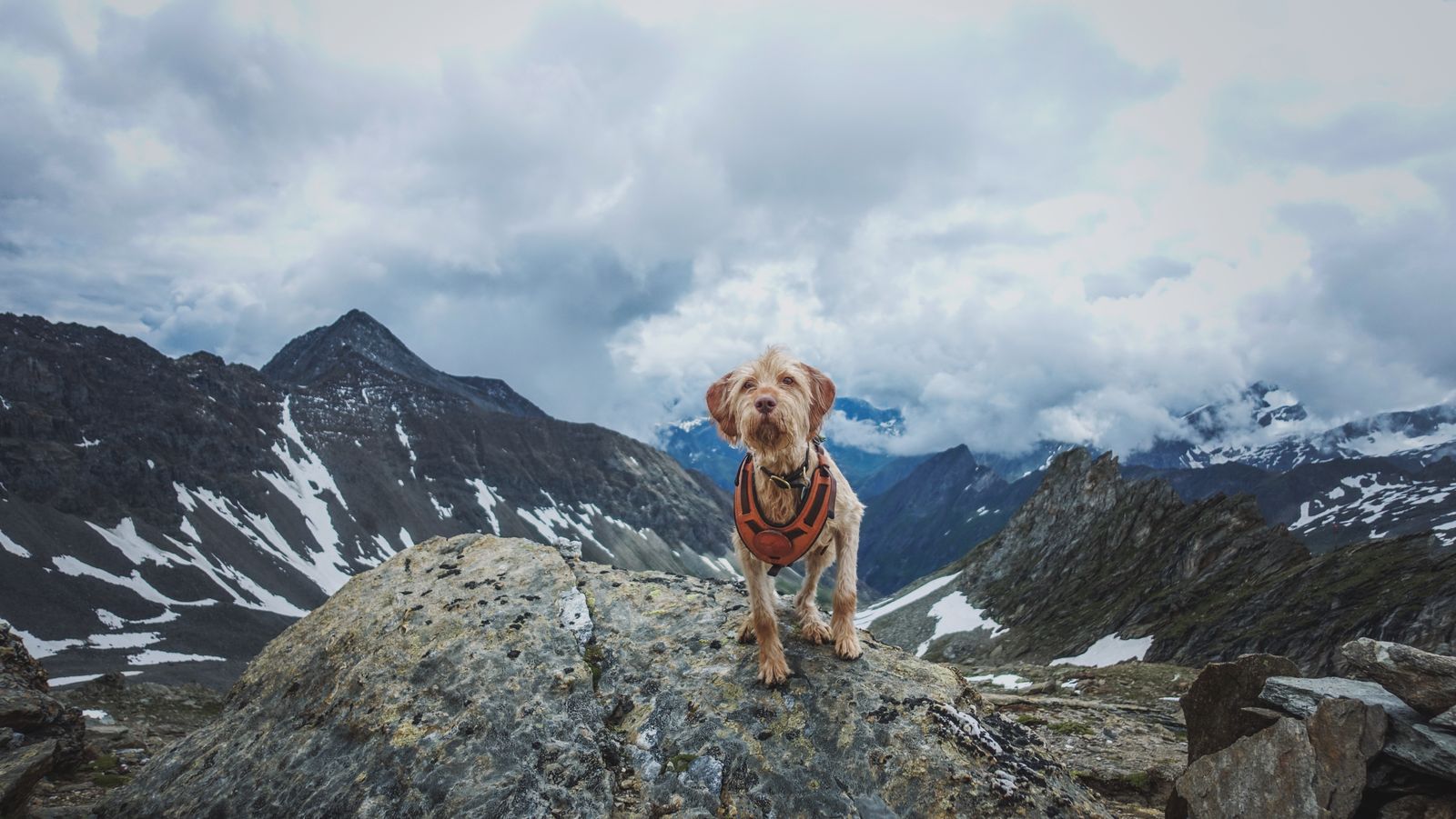 Hund i sele star pa en klippa med snotackta fjall i bakgrunden