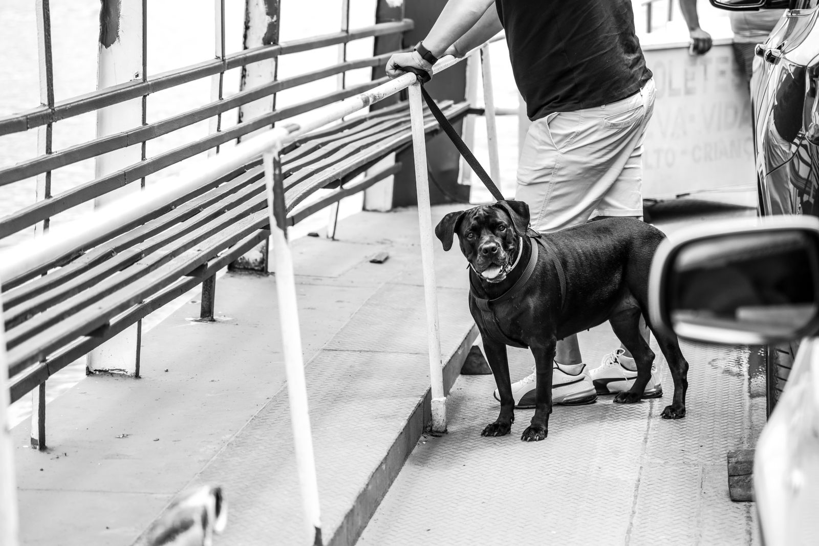 Kopplad svart hund star pa dack ombord pa en farja