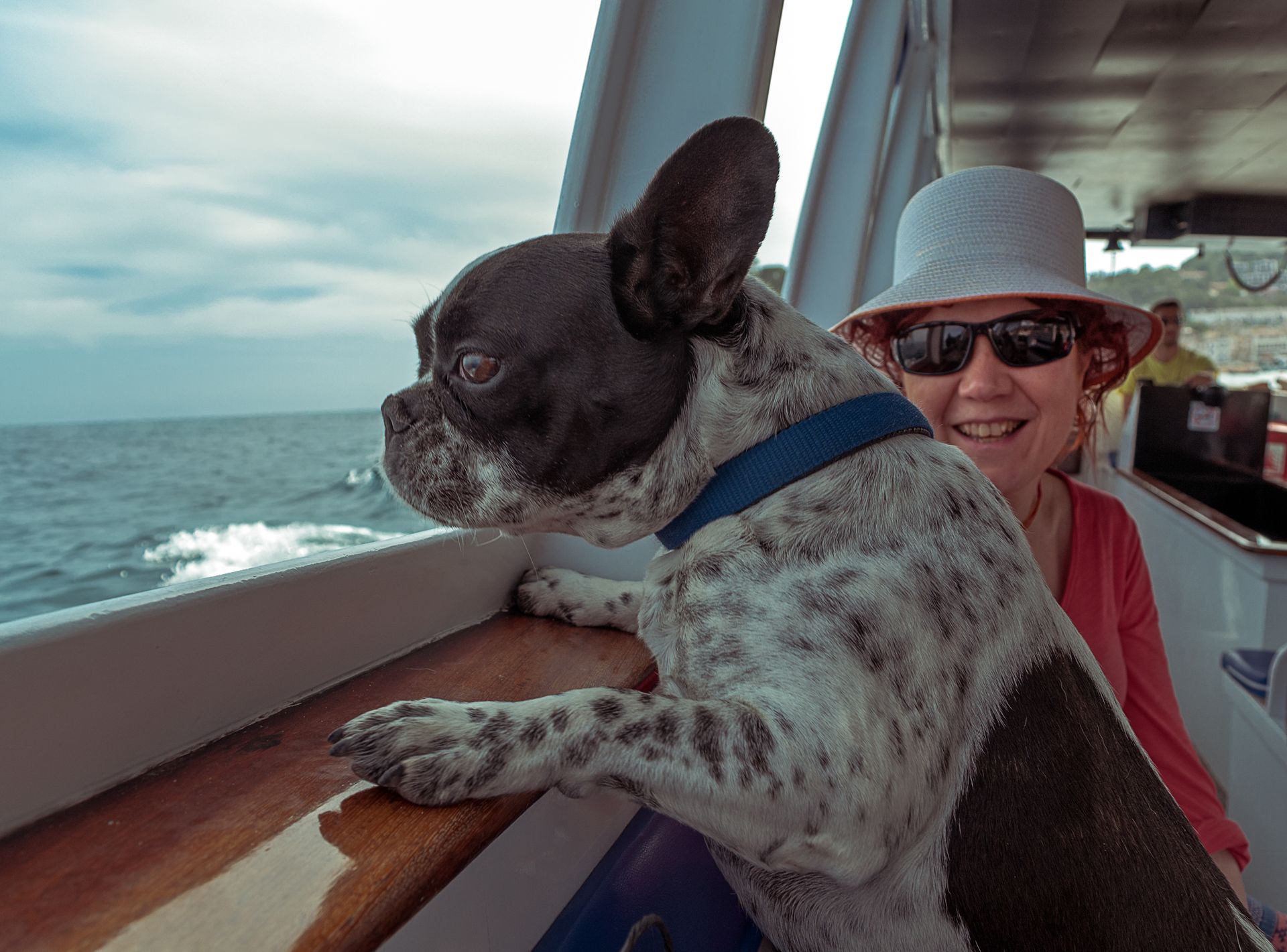 Hund vid relingen ombord tittar ut över havet under en båtresa