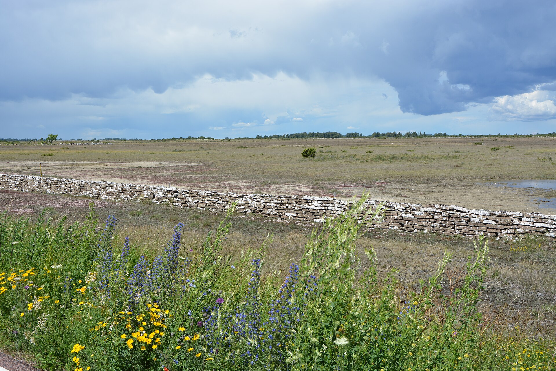 Stora alvaret på Öland med en kalkstensmur och blommande blåeld i förgrunden