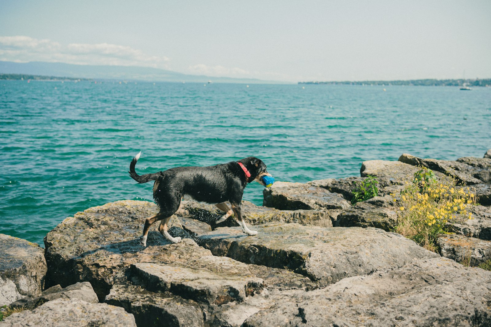 Blöt svart hund med en boll i munnen går över klipphällar vid vattnet