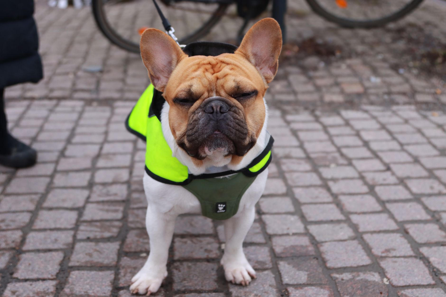 Kopplad fransk bulldogg i gul reflexväst står på gatsten