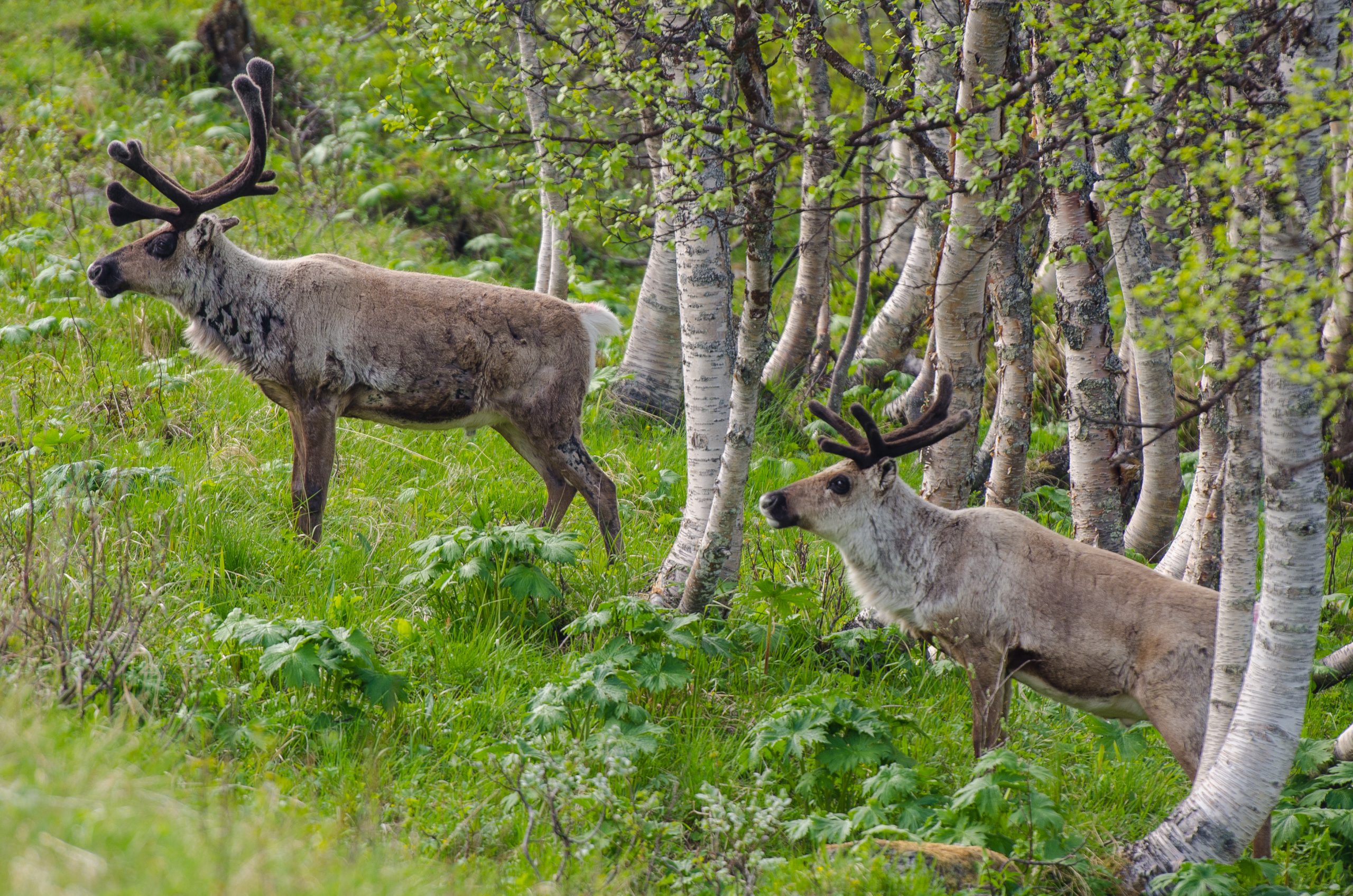Två renar betar bland fjällbjörk i Ljungdalen nära Helags
