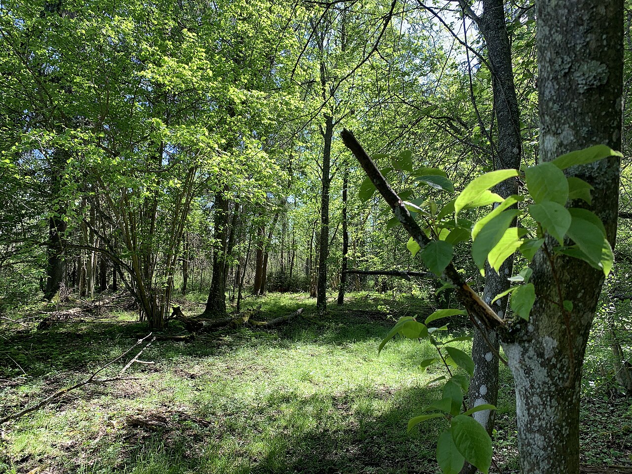 Grönskande lövskog på Järvafältet norr om Akalla