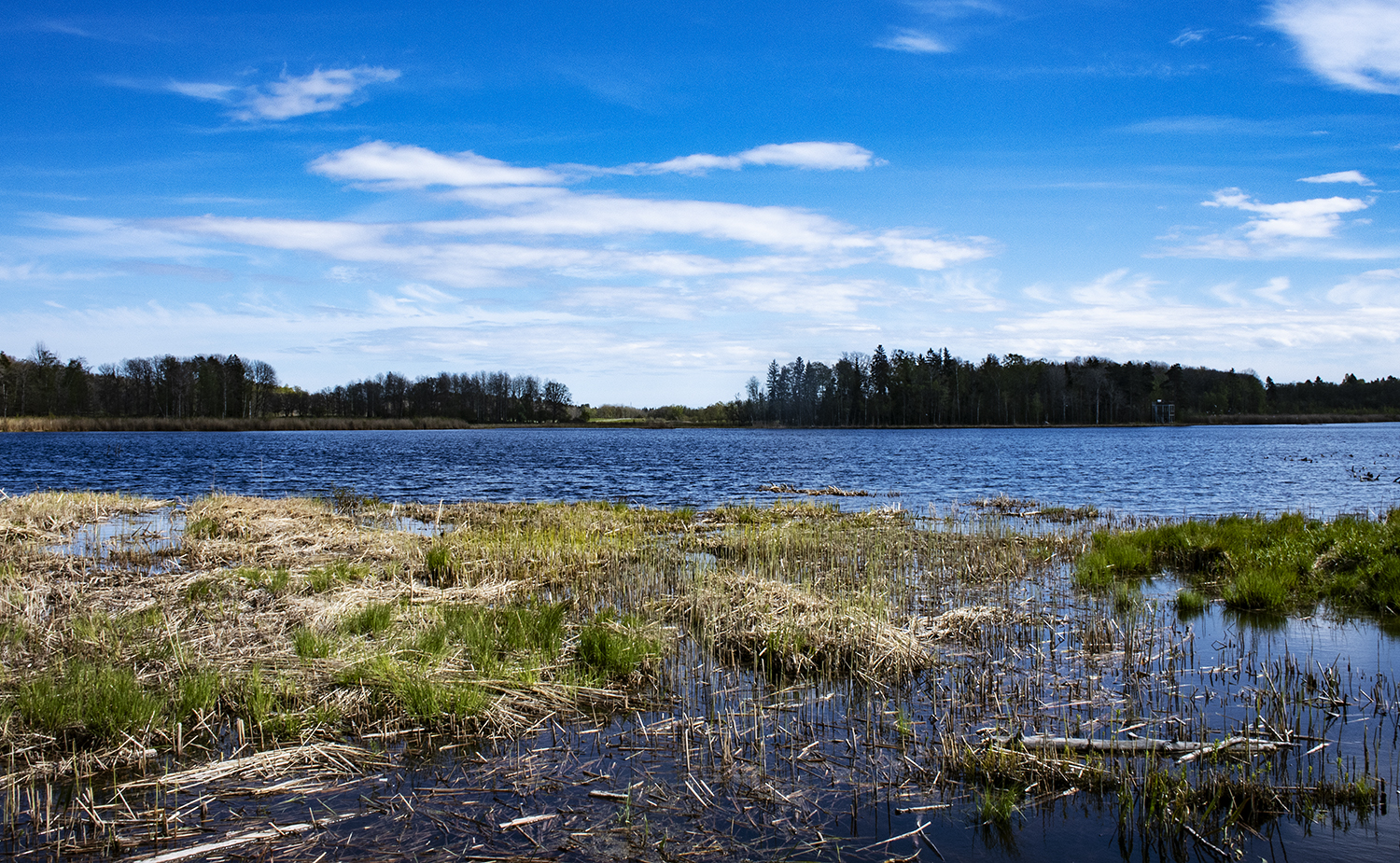 Säbysjön i Västra Järvafältets naturreservat, med vass i förgrunden och skogsklädd strand i bakgrunden