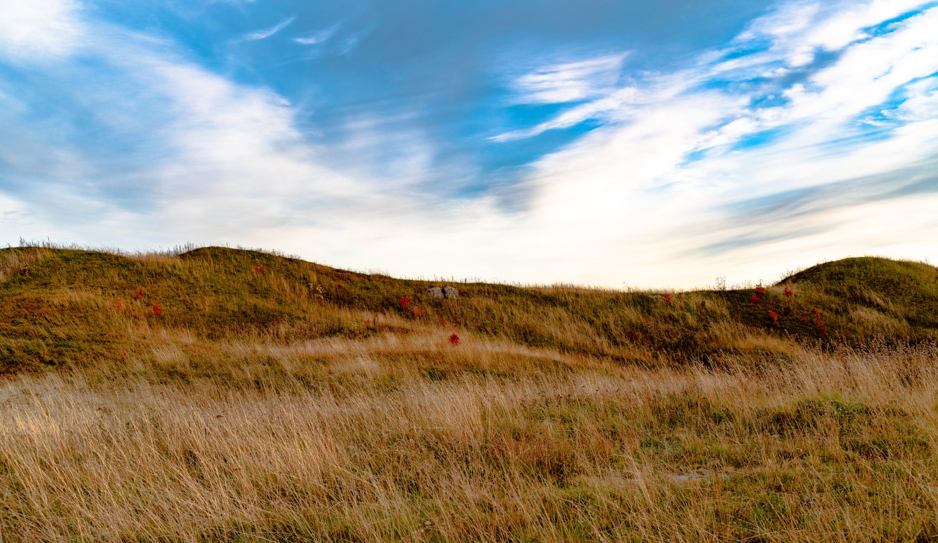 Gräsklädda gravhögar i Gamla Uppsala med högt torrt gräs i förgrunden och blå himmel med slöjmoln
