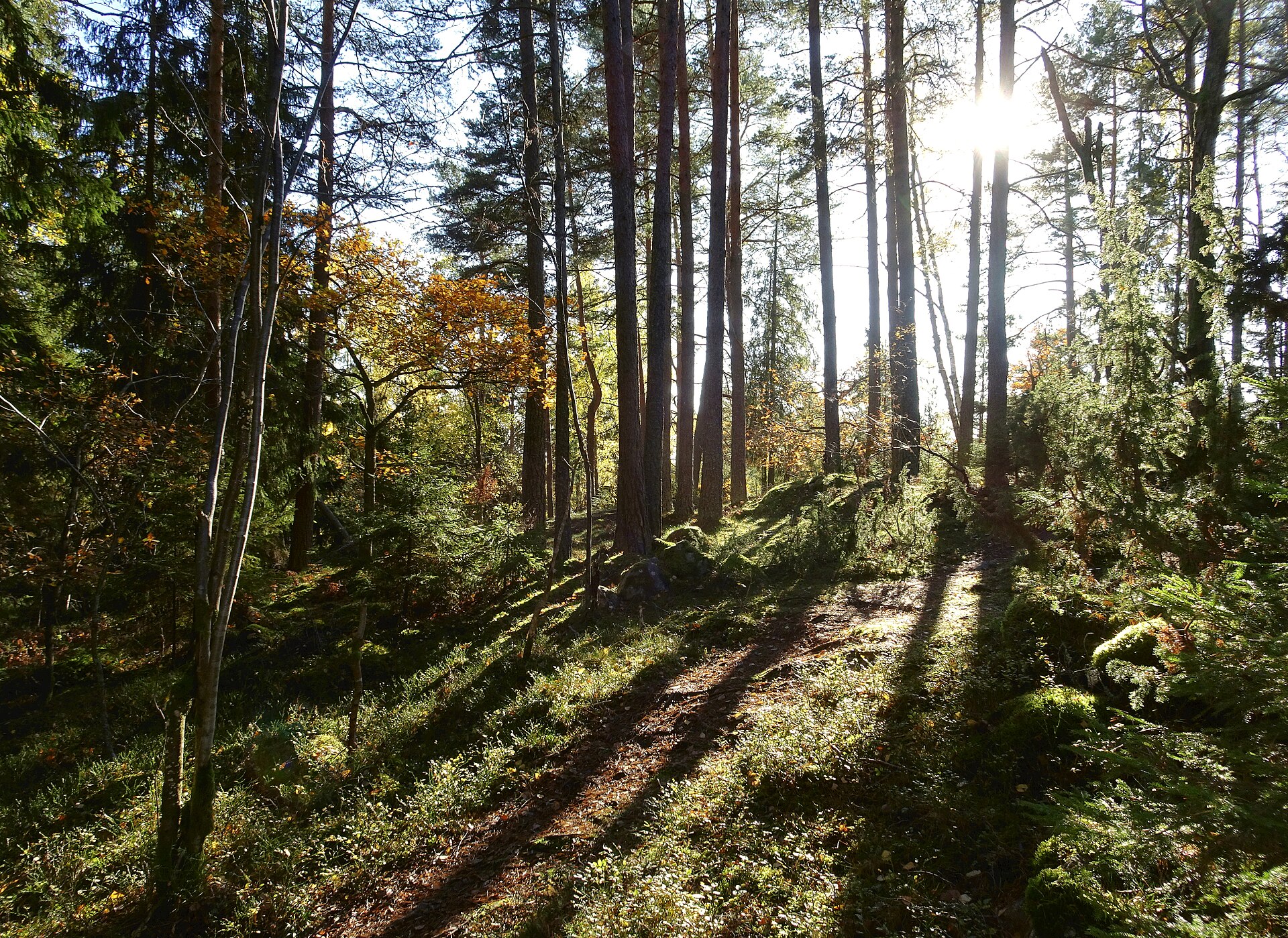 Skogsstig på Jungfrusundsåsen på Ekerö med motljus genom tallarna och mossbevuxen mark