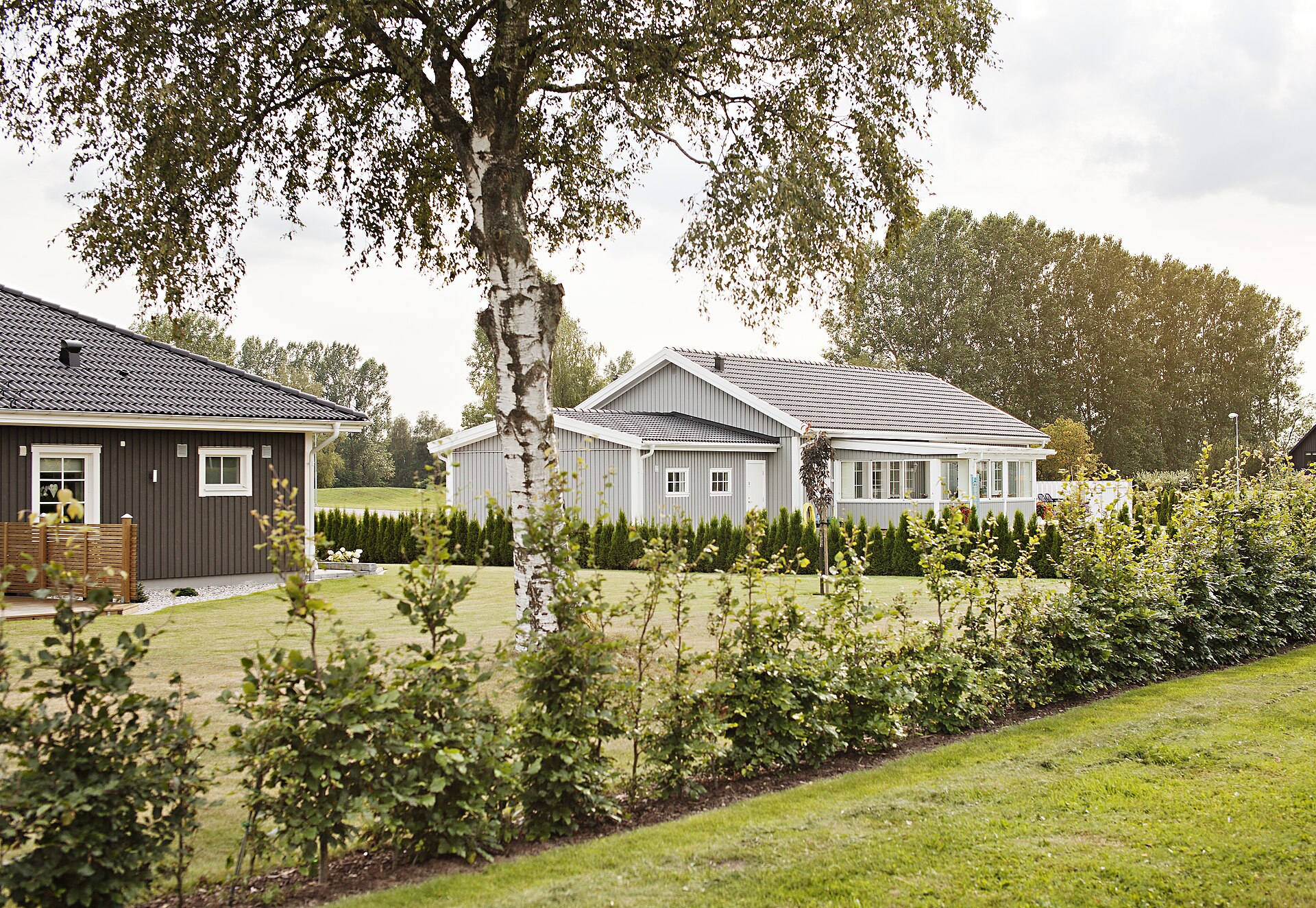 Två enplansvillor i trä med gräsmatta och björk i ett villaområde