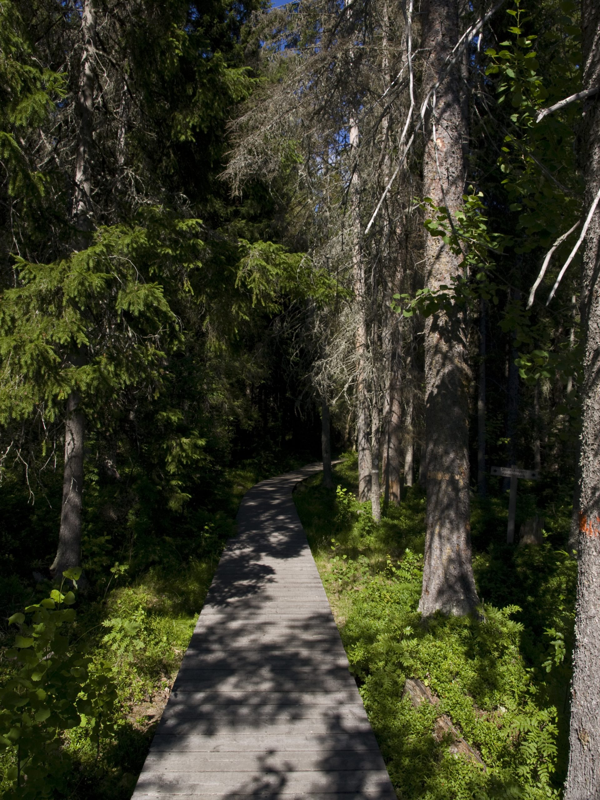 Träspång genom skog längs Höga Kustenleden i Skuleskogen