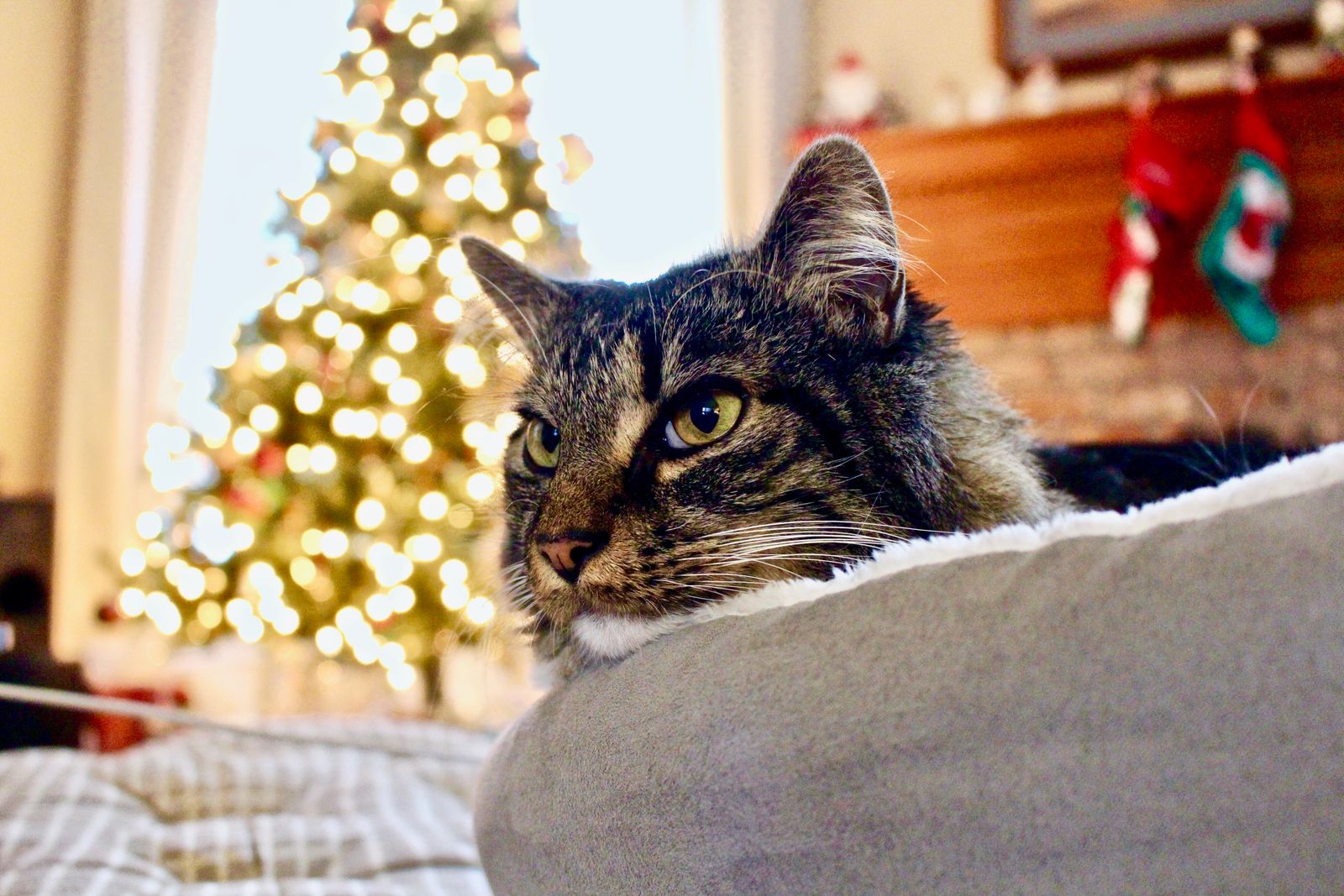 En katt vilar i förgrunden med en upplyst julgran bakom