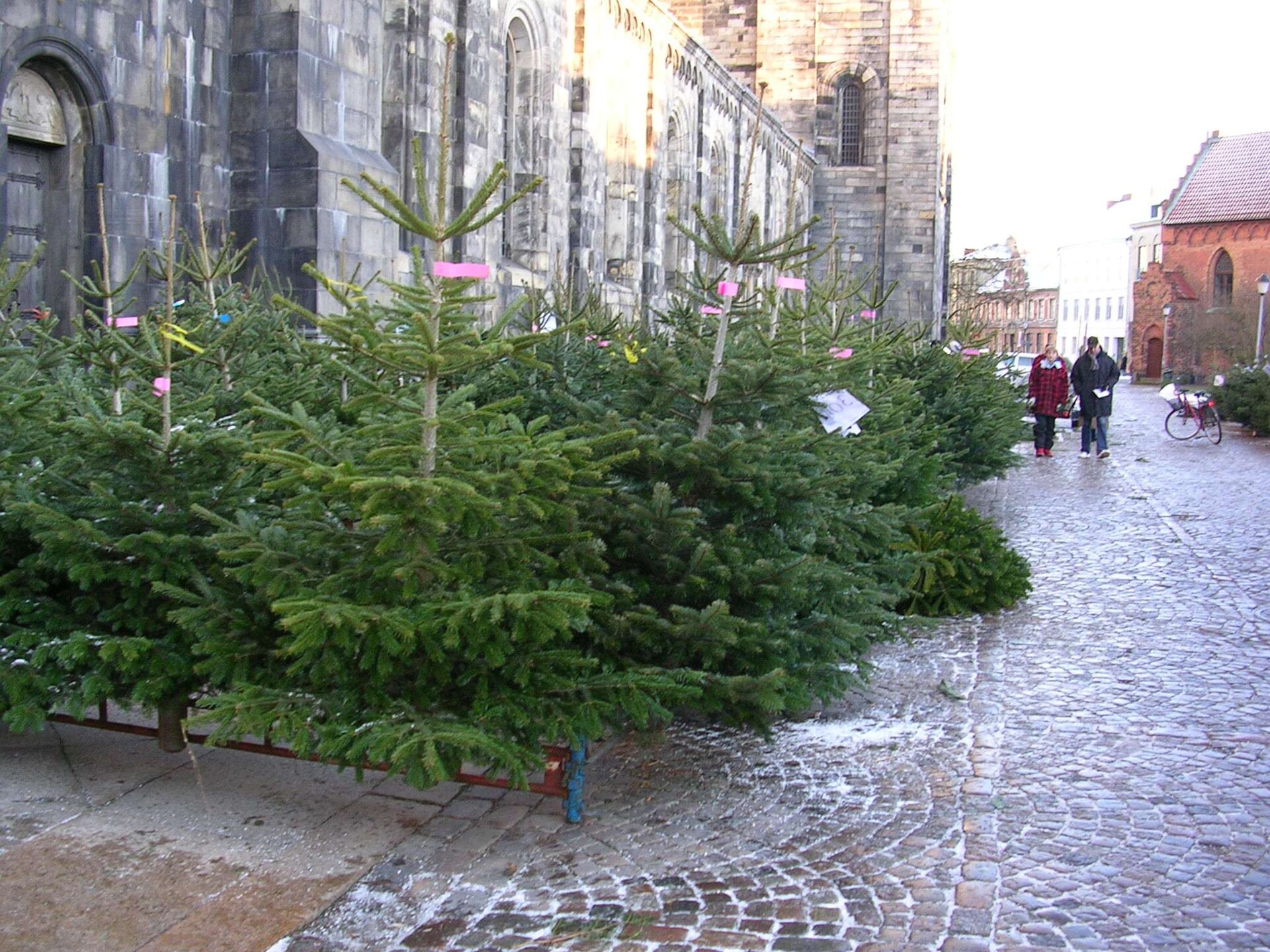 Julgranar till salu på ställ längs Lunds domkyrka