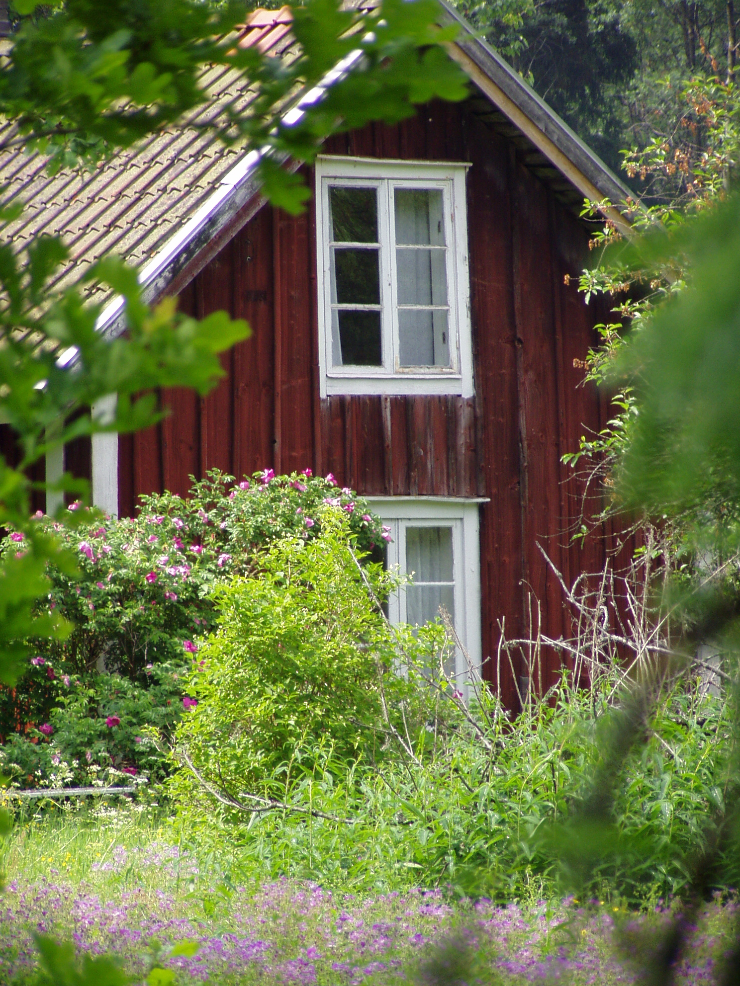Falurött hus med rosenbuskar och sommarblommor i trädgården