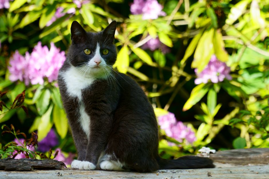 Svartvit katt sitter på en stenmur i en trädgård framför blommande buskar