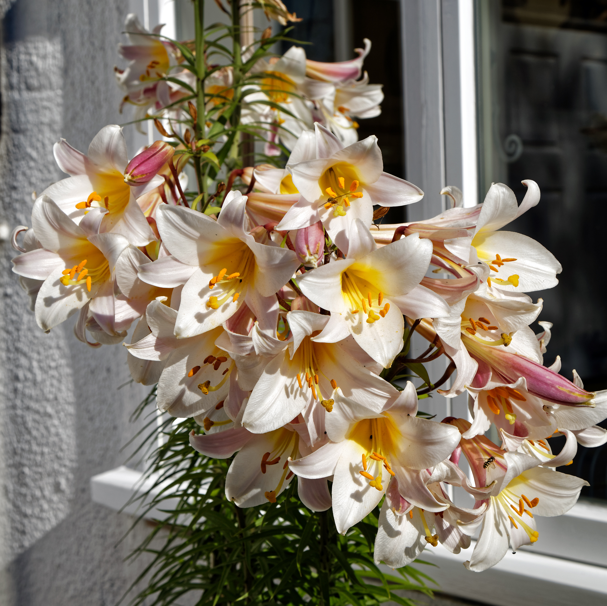 Vit och skär lilja av släktet Lilium i solljus, med tydligt synbara pollenbärande ståndare