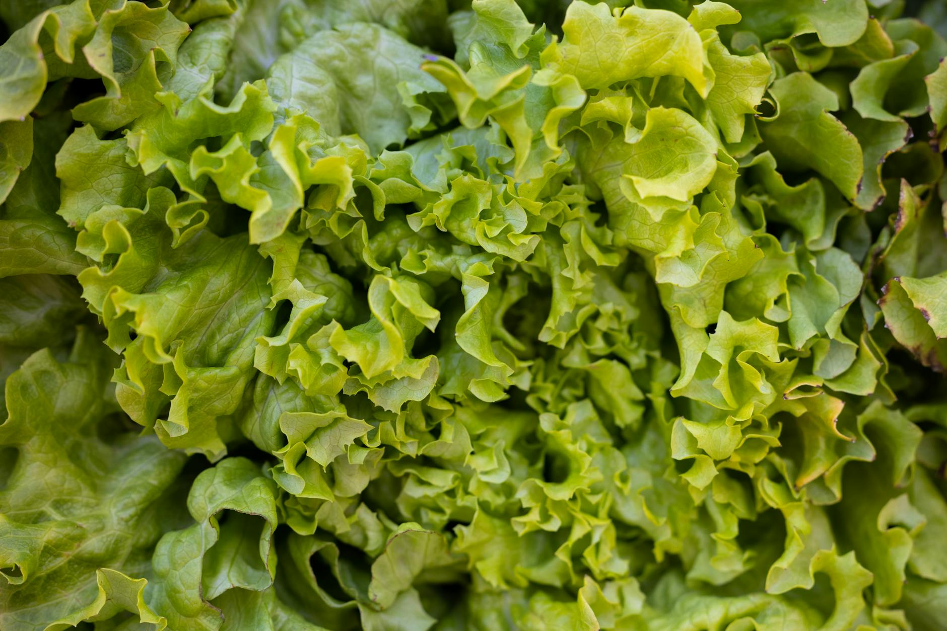 Krispiga salladsblad
