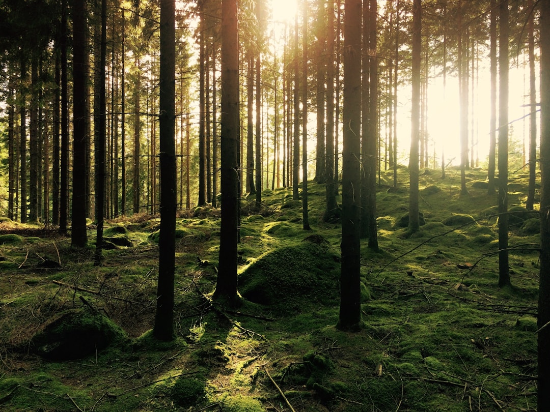Solljus som filtreras genom en mossig svensk granskog