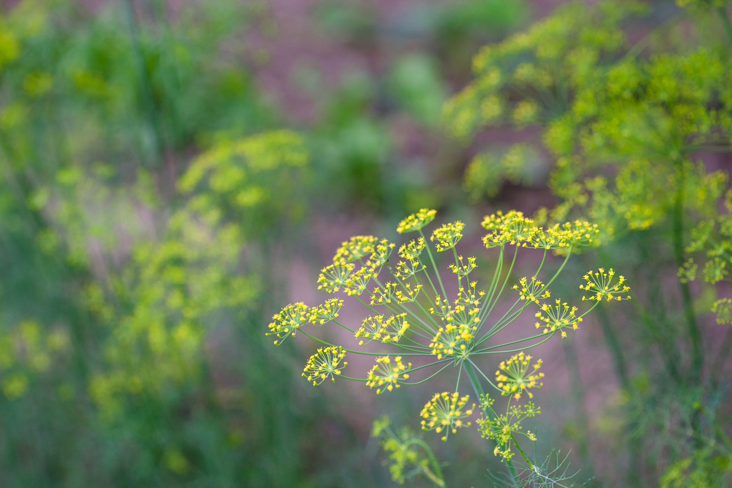 Krondill i blom med gula blomflockar mot grön sommarbakgrund