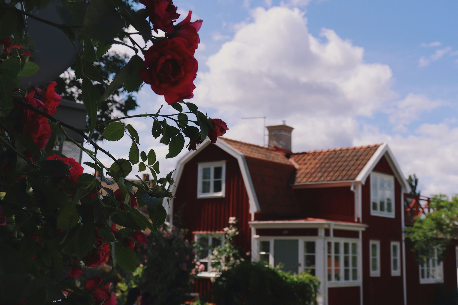 Rött trähus med rosor i förgrunden